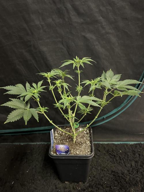 Eternity Cup 2026 Sticky Broccoli. Week 8 - 2