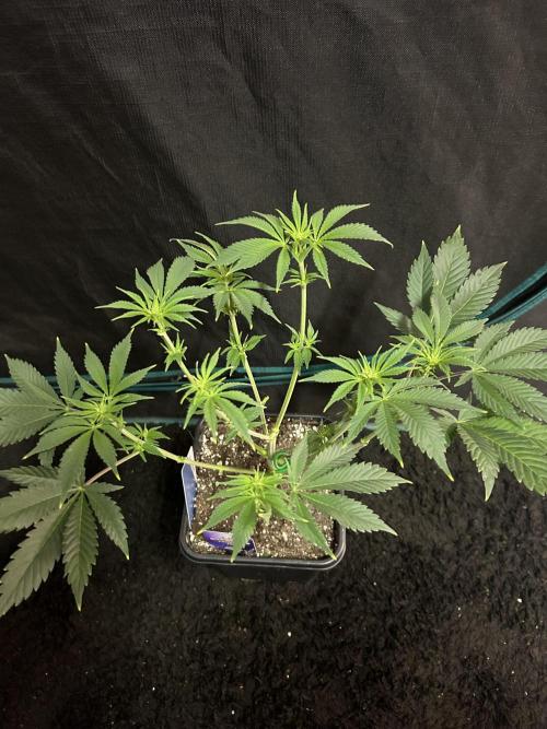 Eternity Cup 2026 Sticky Broccoli. Week 8 - 2