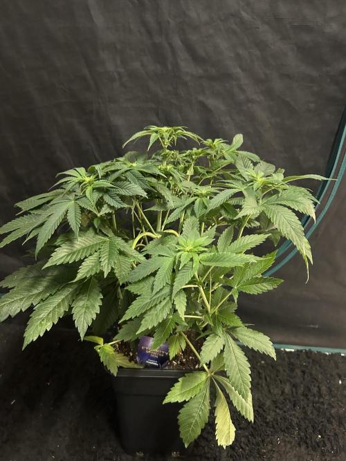 Eternity Cup 2026 Sticky Broccoli. Week 8 - 3