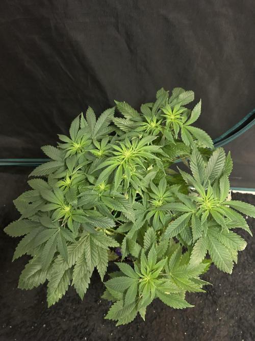 Eternity Cup 2026 Sticky Broccoli. Week 8 - 3