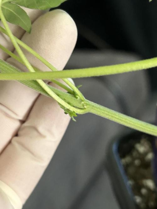 Eternity Cup 2026 Sticky Broccoli. Week 8 - 3