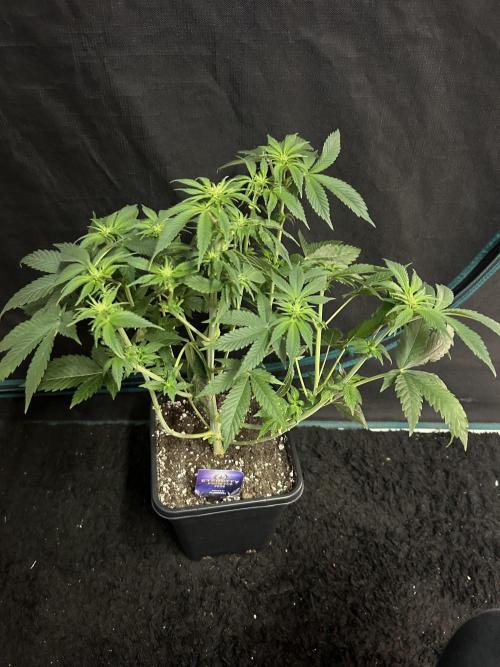 Eternity Cup 2026 Sticky Broccoli. Week 8 - 3