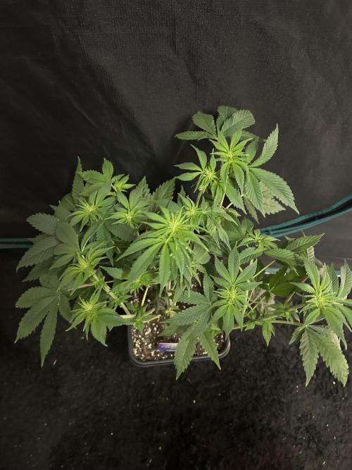 Eternity Cup 2026 Sticky Broccoli. Week 8 - 3