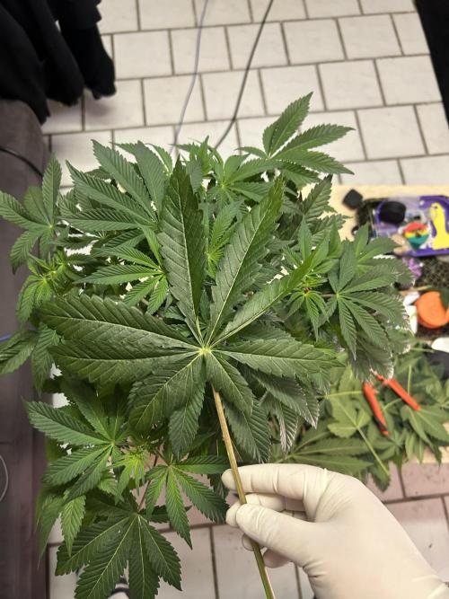 Eternity Cup 2026 Sticky Broccoli. Week 8