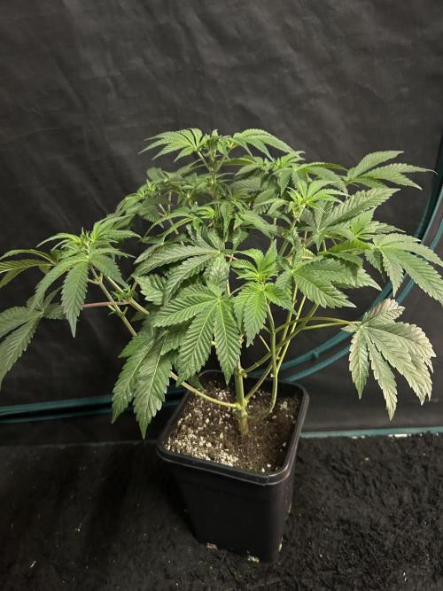 Eternity Cup 2026 Sticky Broccoli. Week 8 - 4