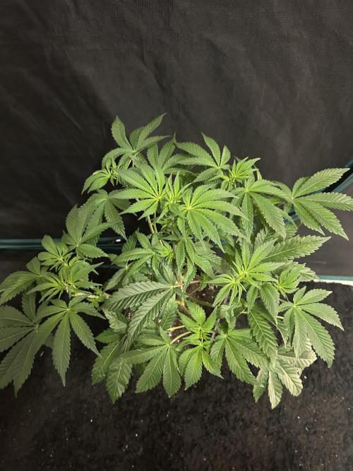 Eternity Cup 2026 Sticky Broccoli. Week 8 - 4