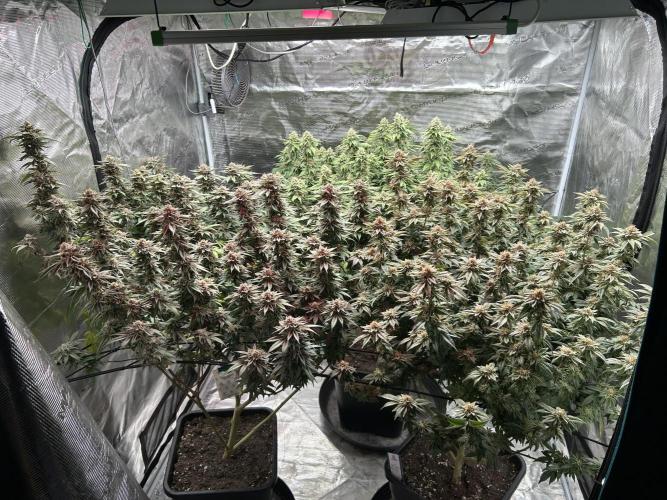 Cannafair 25 Clone Run. Week 23