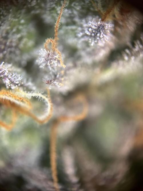 Cannafair 25 Clone Run. Week 23 - S54