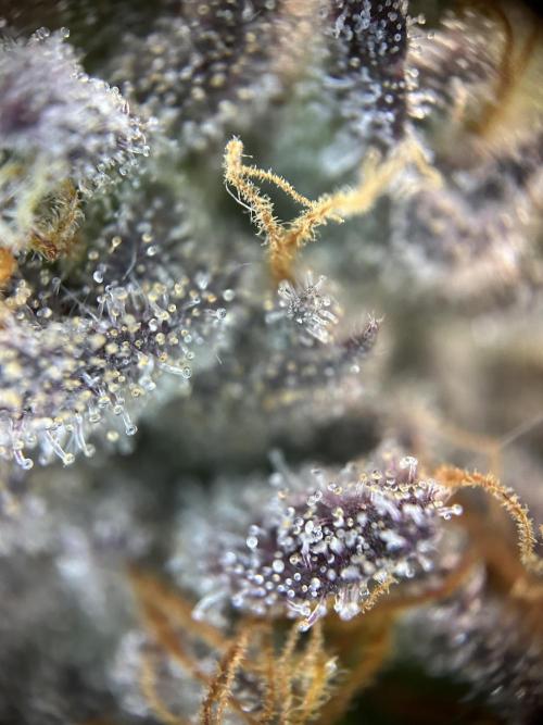 Cannafair 25 Clone Run. Week 23 - S54