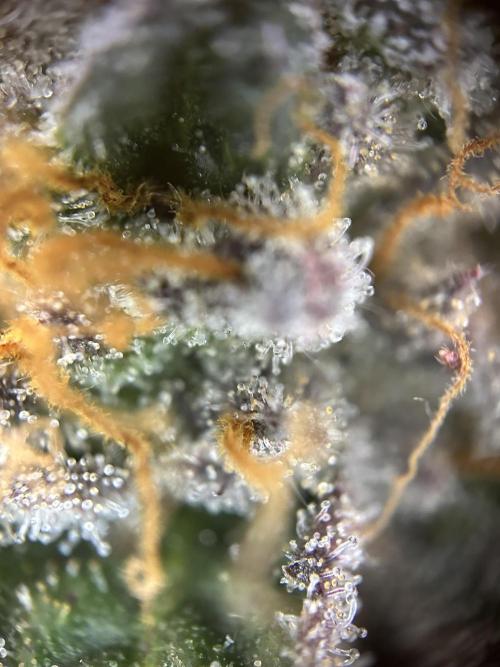 Cannafair 25 Clone Run. Week 23 - S54