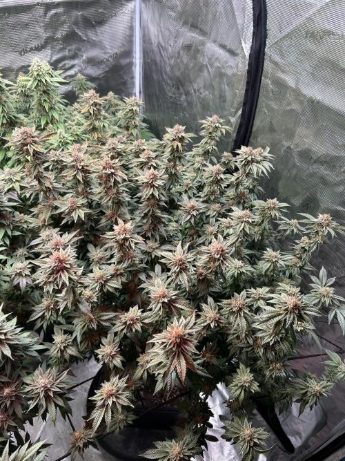 Cannafair 25 Clone Run. Week 23 - RG