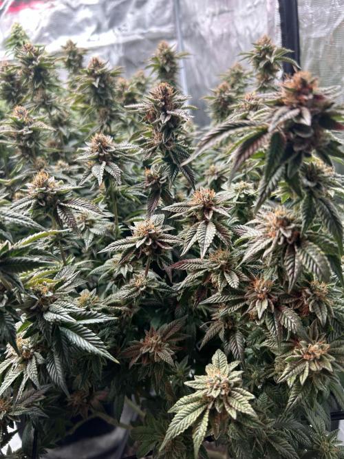 Cannafair 25 Clone Run. Week 23 - RG