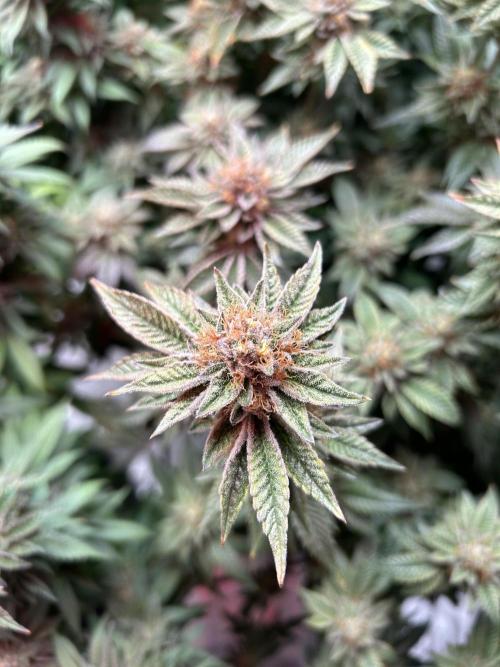 Cannafair 25 Clone Run. Week 23 - RG