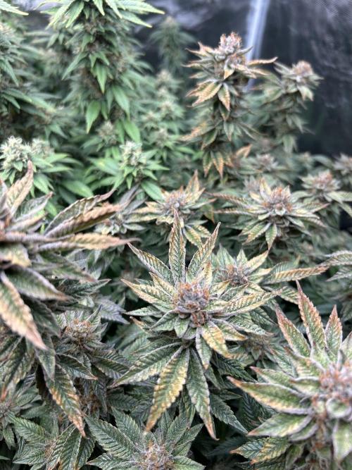 Cannafair 25 Clone Run. Week 23 - RG