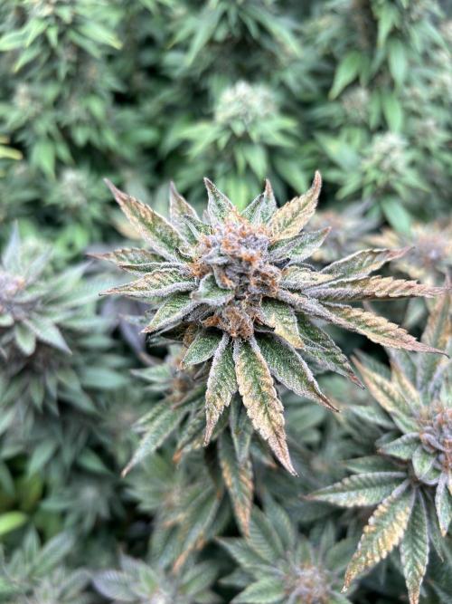 Cannafair 25 Clone Run. Week 23 - RG