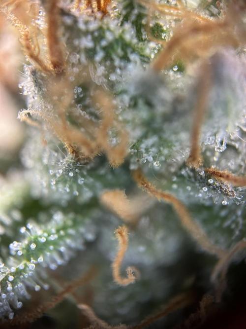 Cannafair 25 Clone Run. Week 23 - RG