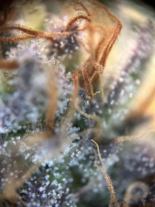 Cannafair 25 Clone Run. Week 23 - RG