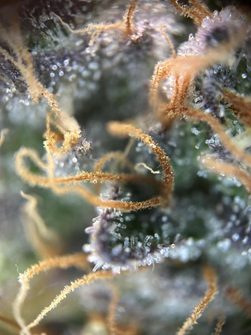 Cannafair 25 Clone Run. Week 23 - RG