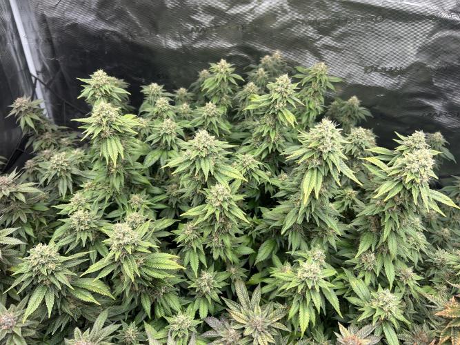 Cannafair 25 Clone Run. Week 23 - BB