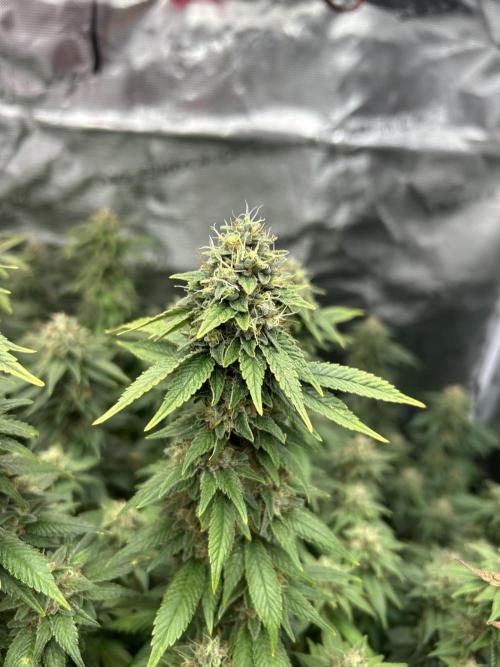 Cannafair 25 Clone Run. Week 23 - BB