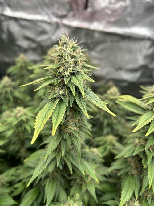 Cannafair 25 Clone Run. Week 23 - BB