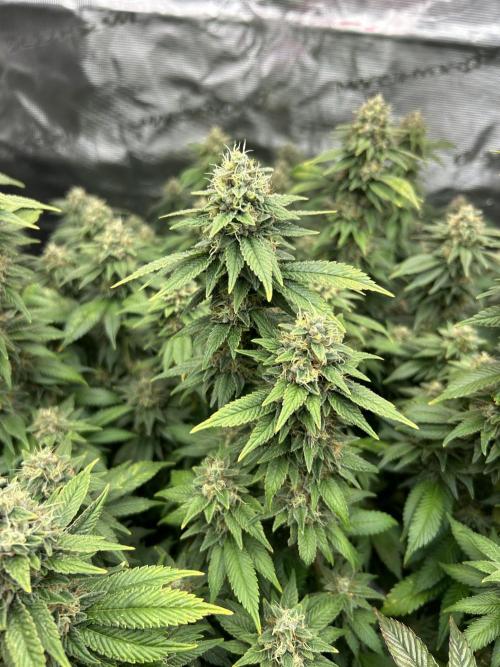 Cannafair 25 Clone Run. Week 23 - BB