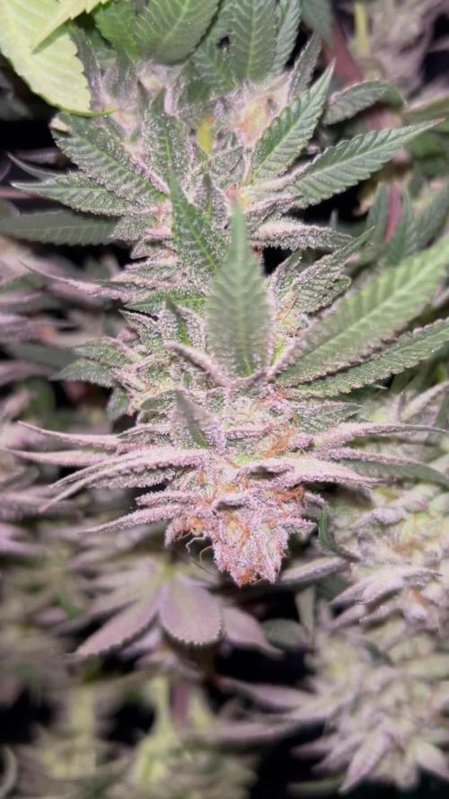 Cannafair 25 Clone Run