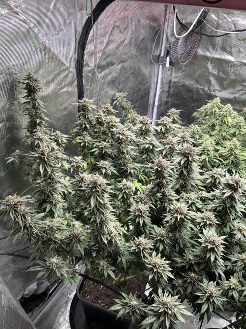 Cannafair 25 Clone Run. Week 24