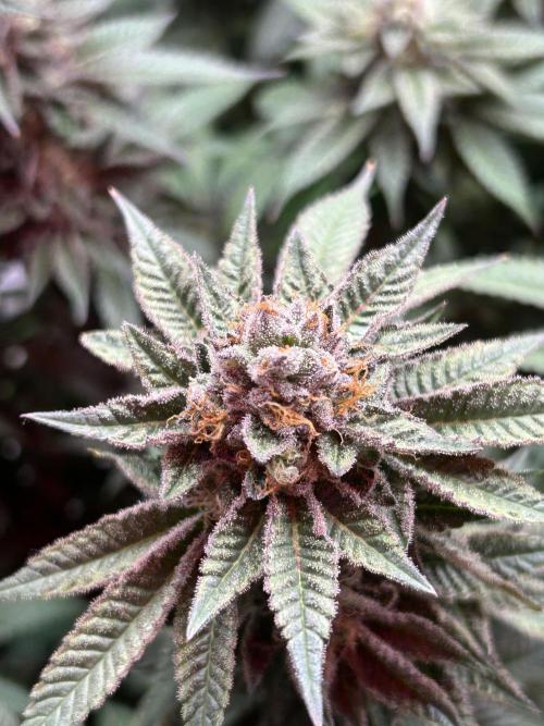 Cannafair 25 Clone Run. Week 24