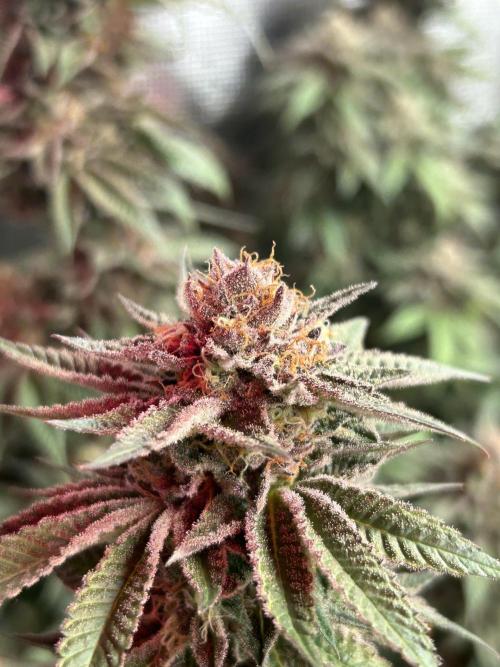 Cannafair 25 Clone Run. Week 24