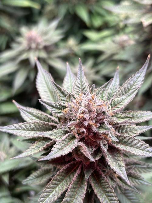 Cannafair 25 Clone Run. Week 24