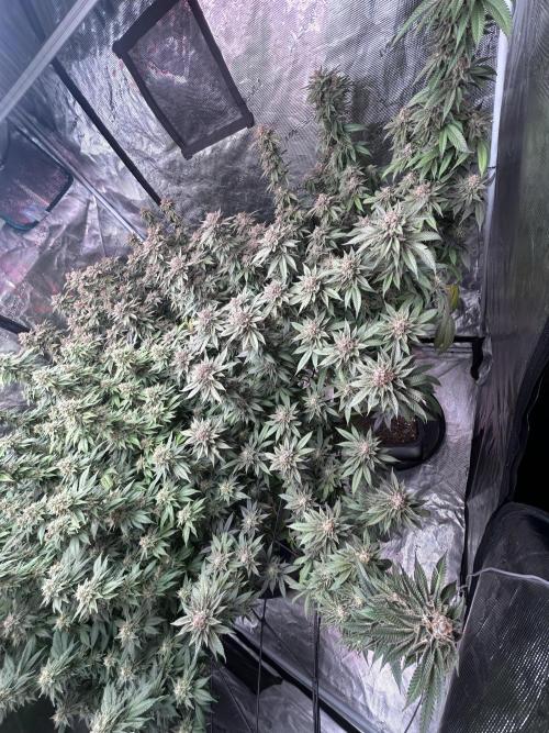 Cannafair 25 Clone Run. Week 24