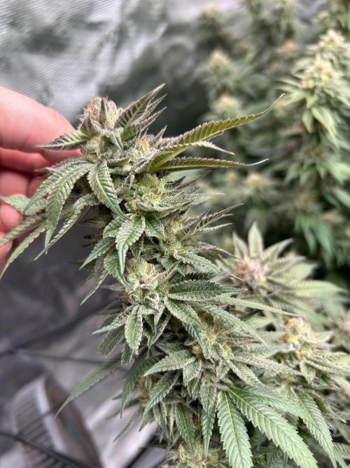 Cannafair 25 Clone Run. Week 24