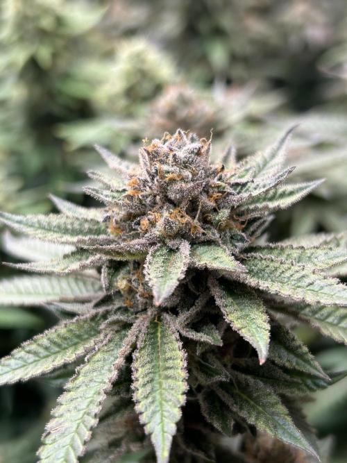Cannafair 25 Clone Run. Week 24