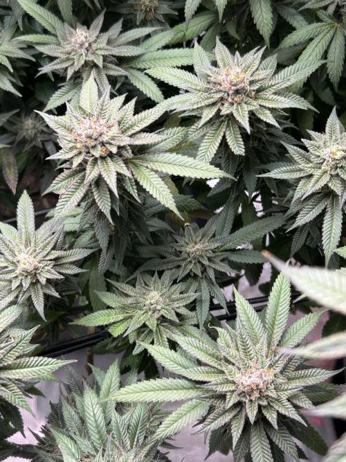 Cannafair 25 Clone Run. Week 24