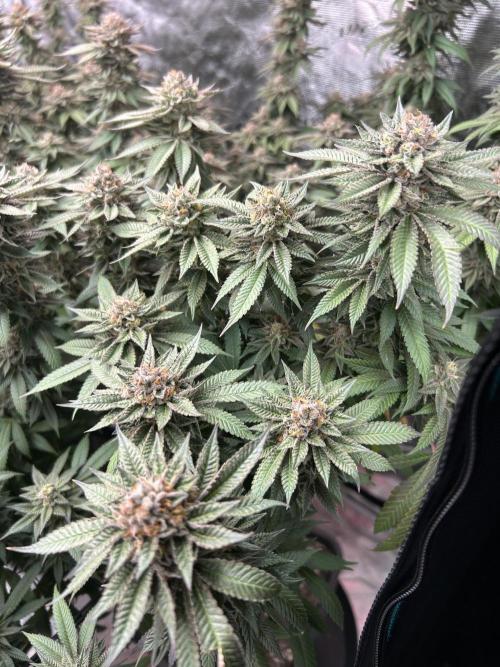 Cannafair 25 Clone Run. Week 24