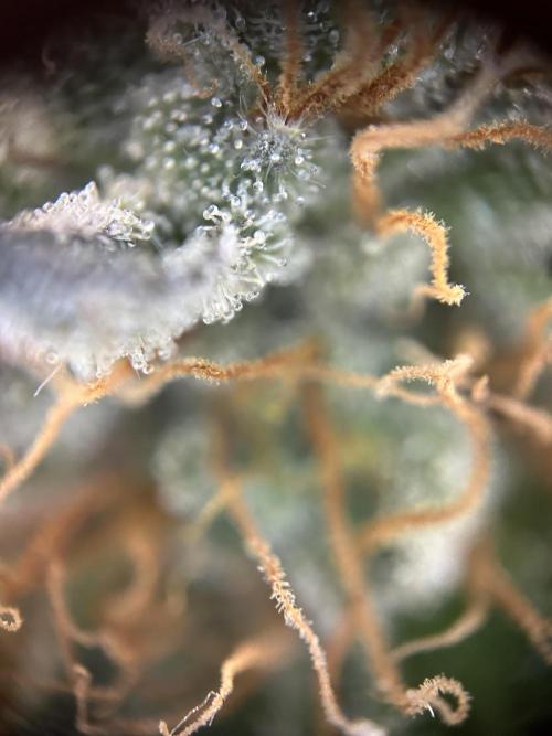 Cannafair 25 Clone Run. Week 24