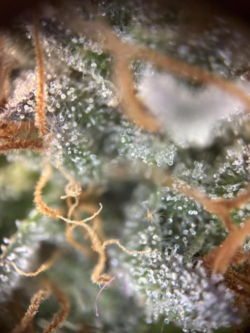 Cannafair 25 Clone Run. Week 24