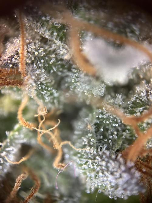 Cannafair 25 Clone Run. Week 24
