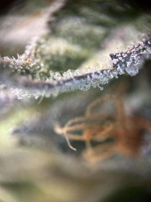 Cannafair 25 Clone Run. Week 24