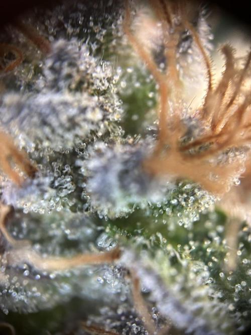 Cannafair 25 Clone Run. Week 24