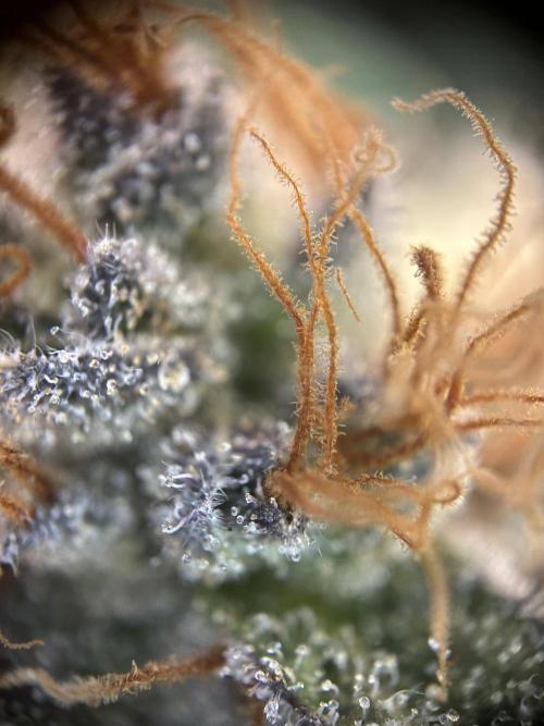 Cannafair 25 Clone Run. Week 24