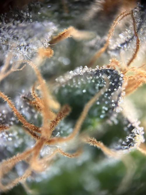 Cannafair 25 Clone Run. Week 24