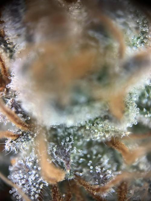 Cannafair 25 Clone Run. Week 24