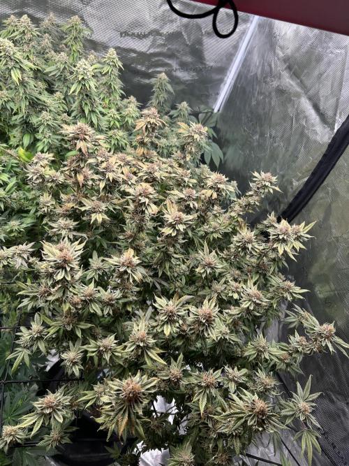 Cannafair 25 Clone Run. Week 24