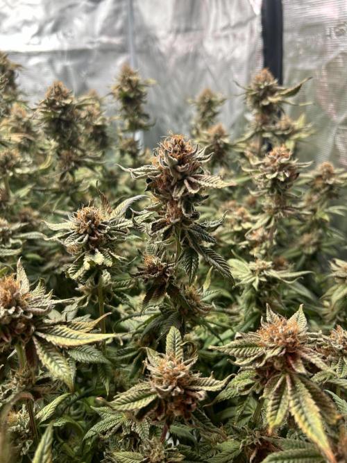 Cannafair 25 Clone Run. Week 24