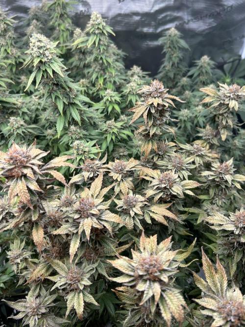 Cannafair 25 Clone Run. Week 24