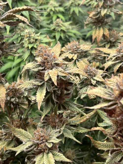 Cannafair 25 Clone Run. Week 24
