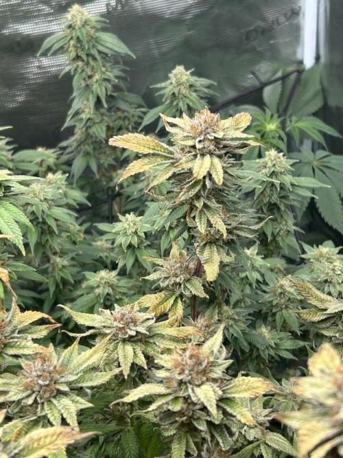 Cannafair 25 Clone Run. Week 24