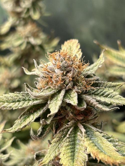 Cannafair 25 Clone Run. Week 24